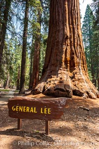 The General Lee, an enormous Sequoia tree, Sequoiadendron giganteum, Giant Forest, Sequoia Kings Canyon National Park, California