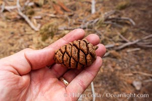 The cone of a Sequoia tree is surprisingly small, given the enormity of the tree itself. Once the cone has fallen to the forest floor, fire will cause the seeds to be released from the cone. In this way fire actually aids in the creation of a healthy Sequoia grove, Sequoiadendron giganteum, Sequoia Kings Canyon National Park, California