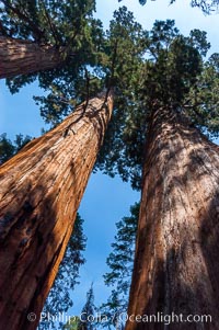 Huge Sequoia trees reach for the sky, creating a canopy of branches hundreds of feet above the forest floor, Sequoiadendron giganteum, Sequoia Kings Canyon National Park, California