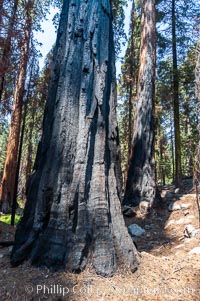 Fire damage is apparent on the bark of this large Sequoia tree. Its fibrous, fire-resistant bark, 2 feet or more in thickness on some Sequoias, helps protect the giant trees from more severe damage during fires, Sequoiadendron giganteum, Sequoia Kings Canyon National Park, California