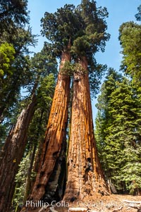 Huge Sequoia trees reach for the sky, Sequoiadendron giganteum, Giant Forest, Sequoia Kings Canyon National Park, California