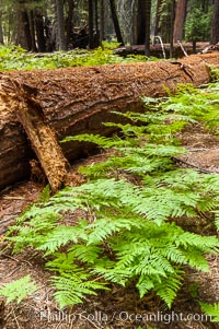 Ferns carpet the forest floor next to a fallen Sequoia tree, Sequoiadendron giganteum, Giant Forest, Sequoia Kings Canyon National Park, California