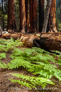 Ferns carpet the forest floor next to a fallen Sequoia tree, Sequoiadendron giganteum, Giant Forest, Sequoia Kings Canyon National Park, California