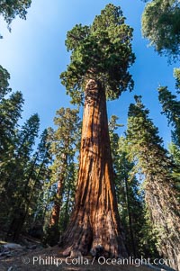 Huge Sequoia trees reach for the sky. Grant Grove, Sequoiadendron giganteum, Sequoia Kings Canyon National Park, California