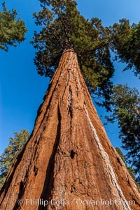 Huge Sequoia trees reach for the sky. Grant Grove, Sequoiadendron giganteum, Sequoia Kings Canyon National Park, California