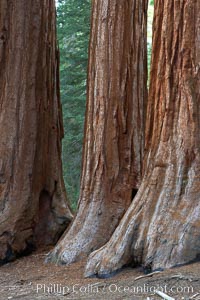 Giant sequoia trees, roots spreading outward at the base of each massive tree, rise from the shaded forest floor, Sequoiadendron giganteum, Mariposa Grove, Yosemite National Park, California