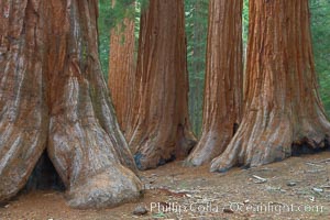 Giant sequoia trees, roots spreading outward at the base of each massive tree, rise from the shaded forest floor, Sequoiadendron giganteum, Mariposa Grove, Yosemite National Park, California