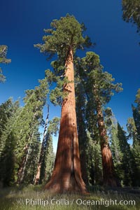 A giant sequoia tree, soars skyward from the forest floor, lit by the morning sun and surrounded by other sequioas.  The massive trunk characteristic of sequoia trees is apparent, as is the crown of foliage starting high above the base of the tree, Sequoiadendron giganteum, Mariposa Grove, Yosemite National Park, California