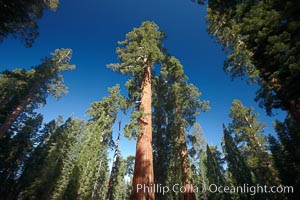 A giant sequoia tree, soars skyward from the forest floor, lit by the morning sun and surrounded by other sequioas.  The massive trunk characteristic of sequoia trees is apparent, as is the crown of foliage starting high above the base of the tree, Sequoiadendron giganteum, Mariposa Grove, Yosemite National Park, California