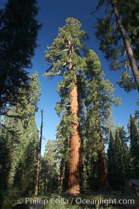 A giant sequoia tree, soars skyward from the forest floor, lit by the morning sun and surrounded by other sequioas.  The massive trunk characteristic of sequoia trees is apparent, as is the crown of foliage starting high above the base of the tree, Sequoiadendron giganteum, Mariposa Grove, Yosemite National Park, California