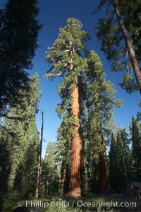 A giant sequoia tree, soars skyward from the forest floor, lit by the morning sun and surrounded by other sequioas.  The massive trunk characteristic of sequoia trees is apparent, as is the crown of foliage starting high above the base of the tree, Sequoiadendron giganteum, Mariposa Grove, Yosemite National Park, California