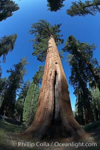 A giant sequoia tree, soars skyward from the forest floor, lit by the morning sun and surrounded by other sequioas.  The massive trunk characteristic of sequoia trees is apparent, as is the crown of foliage starting high above the base of the tree, Sequoiadendron giganteum, Mariposa Grove, Yosemite National Park, California