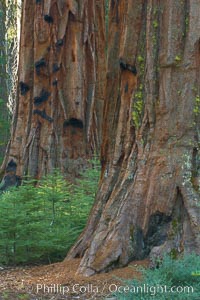 Small trees grow in the shade of Mariposa Grove, between the massive trunks of giant sequoia trees, Sequoiadendron giganteum, Yosemite National Park, California