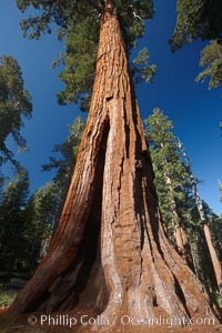 A giant sequoia tree, soars skyward from the forest floor, lit by the morning sun and surrounded by other sequioas.  The massive trunk characteristic of sequoia trees is apparent, as is the crown of foliage starting high above the base of the tree, Sequoiadendron giganteum, Mariposa Grove, Yosemite National Park, California