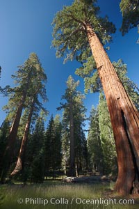 Giant sequioa trees, in the Mariposa Grove soar skyward from the cool, shaded forest floor. Yosemite National Park, California, USA, Sequoiadendron giganteum, natural history stock photograph, photo id 23274