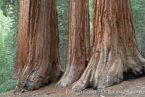 Giant sequoia trees, roots spreading outward at the base of each massive tree, rise from the shaded forest floor, Sequoiadendron giganteum, Mariposa Grove, Yosemite National Park, California