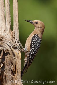 Gila woodpecker, female, Melanerpes uropygialis, Amado, Arizona