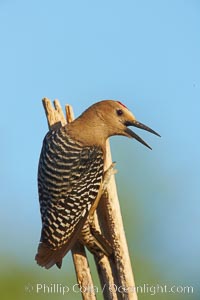 Gila woodpecker, male, Melanerpes uropygialis, Amado, Arizona