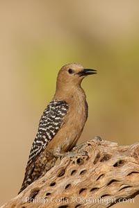 Gila woodpecker, female, Melanerpes uropygialis, Amado, Arizona