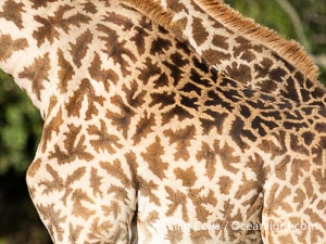 Giraffe Detail, Mara North Conservancy, Kenya, Giraffa camelopardalis tippelskirchi