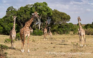 Giraffe, Mara North Conservancy, Kenya, Giraffa camelopardalis tippelskirchi