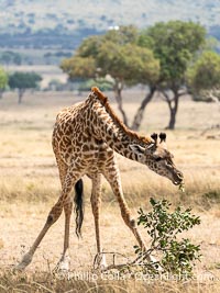 Giraffe Spreads Legs Wide to Reach Low Foliage, Kenya, Giraffa camelopardalis tippelskirchi, Mara North Conservancy