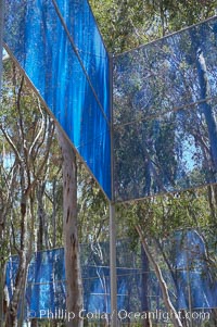 The Giraffe Traps, or what is officially known as Two Running Violet V Forms, was the second piece in the Stuart Collection at University of California San Diego (UCSD).  Commissioned in 1983 and produced by Robert Irwin, the odd fence resides in the eucalyptus grove between Mandeville Auditorium and Central Library, University of California, San Diego, La Jolla