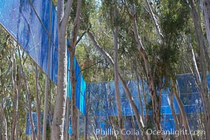 The Giraffe Traps, or what is officially known as Two Running Violet V Forms, was the second piece in the Stuart Collection at University of California San Diego (UCSD).  Commissioned in 1983 and produced by Robert Irwin, the odd fence resides in the eucalyptus grove between Mandeville Auditorium and Central Library, University of California, San Diego, La Jolla