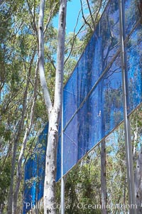 The Giraffe Traps, or what is officially known as Two Running Violet V Forms, was the second piece in the Stuart Collection at University of California San Diego (UCSD).  Commissioned in 1983 and produced by Robert Irwin, the odd fence resides in the eucalyptus grove between Mandeville Auditorium and Central Library, University of California, San Diego, La Jolla
