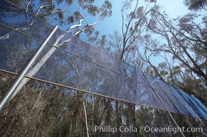 The Giraffe Traps, or what is officially known as Two Running Violet V Forms, was the second piece in the Stuart Collection at University of California San Diego (UCSD).  Commissioned in 1983 and produced by Robert Irwin, the odd fence resides in the eucalyptus grove between Mandeville Auditorium and Central Library, University of California, San Diego, La Jolla