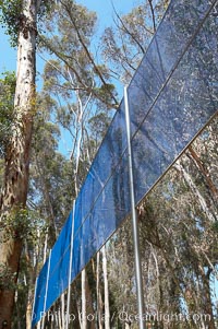 The Giraffe Traps, or what is officially known as Two Running Violet V Forms, was the second piece in the Stuart Collection at University of California San Diego (UCSD).  Commissioned in 1983 and produced by Robert Irwin, the odd fence resides in the eucalyptus grove between Mandeville Auditorium and Central Library, University of California, San Diego, La Jolla