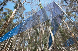 The Giraffe Traps, or what is officially known as Two Running Violet V Forms, was the second piece in the Stuart Collection at University of California San Diego (UCSD).  Commissioned in 1983 and produced by Robert Irwin, the odd fence resides in the eucalyptus grove between Mandeville Auditorium and Central Library, University of California, San Diego, La Jolla