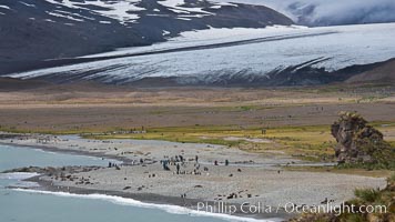 Glacier, beach, king penguins and antarctic fur seals, Fortuna Bay