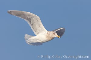 Glaucous-winged gull, in flight, Larus glaucescens, Kachemak Bay, Homer, Alaska