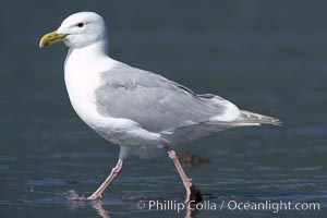 Glaucus-winged gull on tide flat, Larus glaucescens, Lake Clark National Park, Alaska