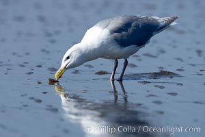 Glaucus-winged gull picks up piece of razor clam left behind by a brown bear on tide flat, Larus glaucescens, Lake Clark National Park, Alaska