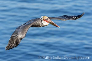 Brown pelican in flight, soaring with wings spread wide as it glides over the ocean. Adult winter non-breeding plumage, Pelecanus occidentalis, Pelecanus occidentalis californicus, La Jolla, California