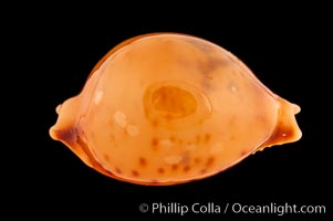 Globular Cowrie, Cypraea globulus