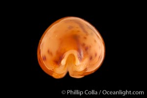 Globular Cowrie, Cypraea globulus