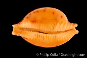 Globular Cowrie, Cypraea globulus