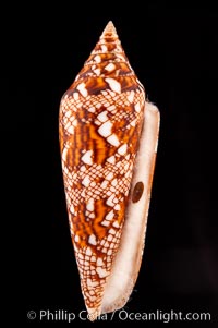 Glory of Bengal cone, with operculum, Conus bengalensis