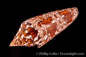 Glory of Bengal cone, Conus bengalensis