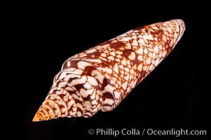 Glory of India cone, Conus milneedwardsi