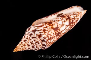 Glory of India cone, with operculum, Conus milneedwardsi