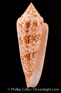 Glory of the Sea cone shell, gold form.  The Glory of the Sea cone shell, once one of the rarest and most sought after of all seashells, remains the most famous and one of the most desireable shells for modern collectors, Conus gloriamaris