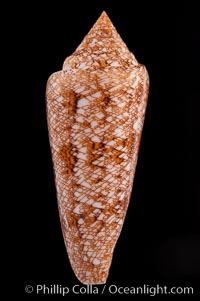 Glory of the Sea cone shell, gold form.  The Glory of the Sea cone shell, once one of the rarest and most sought after of all seashells, remains the most famous and one of the most desireable shells for modern collectors, Conus gloriamaris