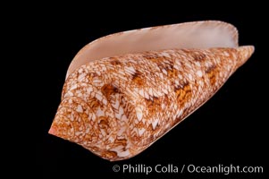 Glory of the Sea cone shell, gold form.  The Glory of the Sea cone shell, once one of the rarest and most sought after of all seashells, remains the most famous and one of the most desireable shells for modern collectors, Conus gloriamaris