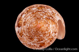 Glory of the Sea cone shell, gold form.  The Glory of the Sea cone shell, once one of the rarest and most sought after of all seashells, remains the most famous and one of the most desireable shells for modern collectors, Conus gloriamaris