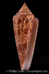 Glory of the Sea cone shell, brown form.  The Glory of the Sea cone shell, once one of the rarest and most sought after of all seashells, remains the most famous and one of the most desireable shells for modern collectors., Conus gloriamaris, natural history stock photograph, photo id 08732