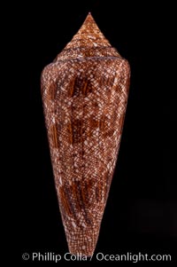Glory of the Sea cone shell, brown form.  The Glory of the Sea cone shell, once one of the rarest and most sought after of all seashells, remains the most famous and one of the most desireable shells for modern collectors., Conus gloriamaris, natural history stock photograph, photo id 08733